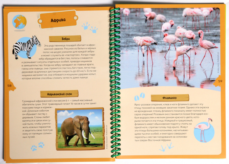 Интерактивная детская энциклопедия с магнитами - Животные планеты  