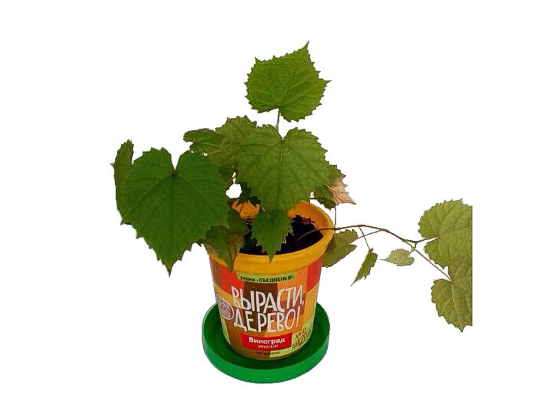 Набор для выращивания растений - Виноград Амурский  