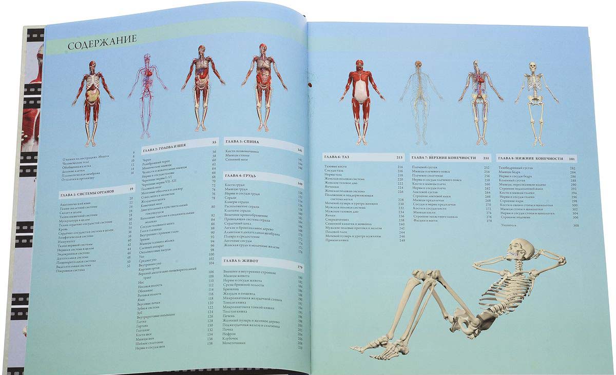Иллюстрированный атлас - Анатомия человека 360°  