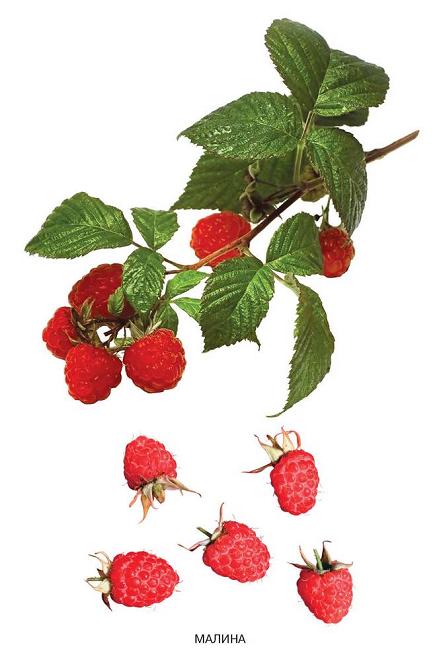 Карточки развивающие - Расскажите детям о садовых ягодах  