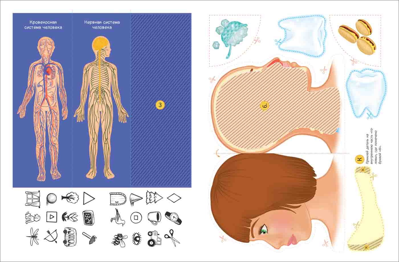 Интерактивная игровая папка - Lapbook. Тело человека  