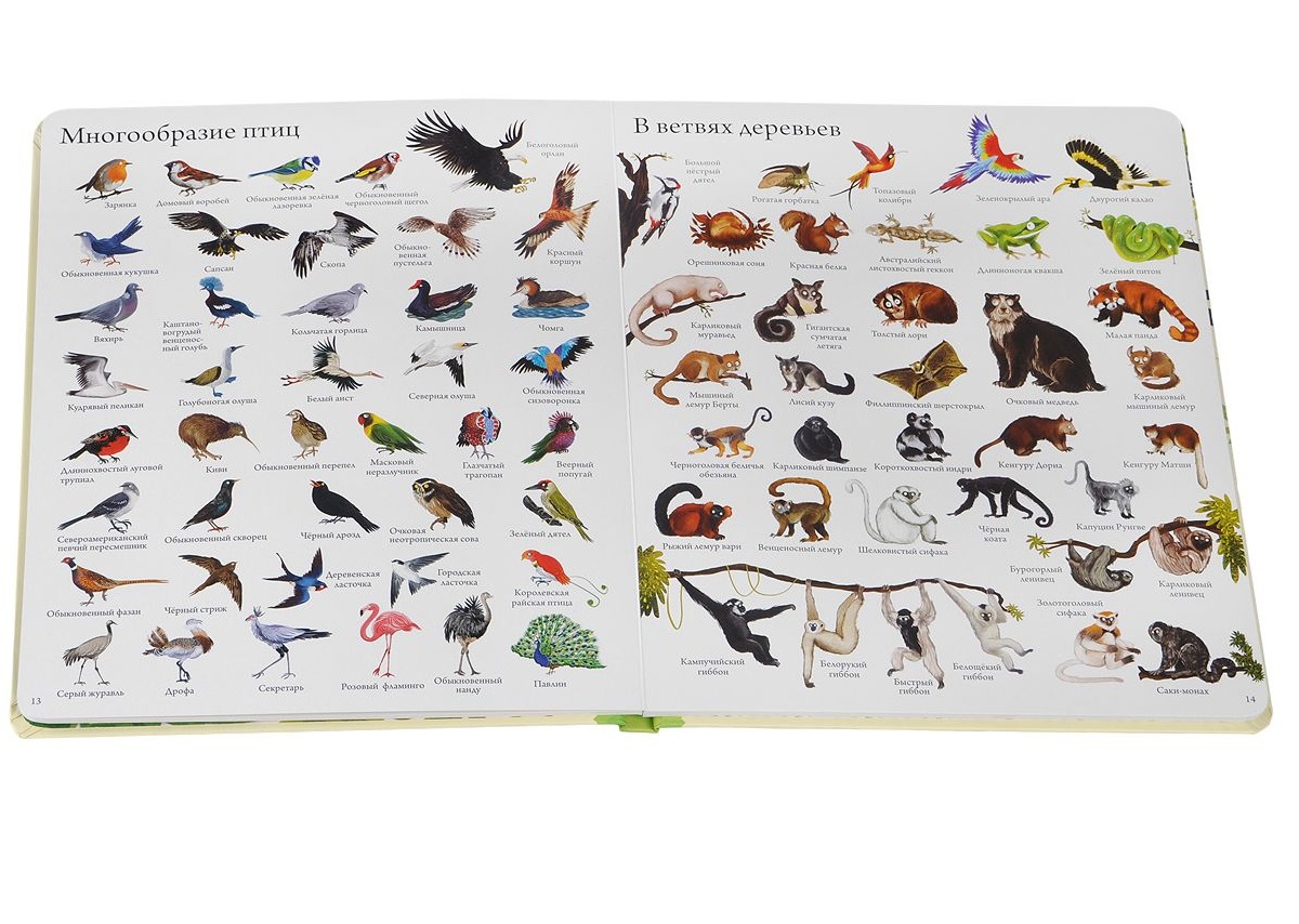 Книга «1000 животных мира»  