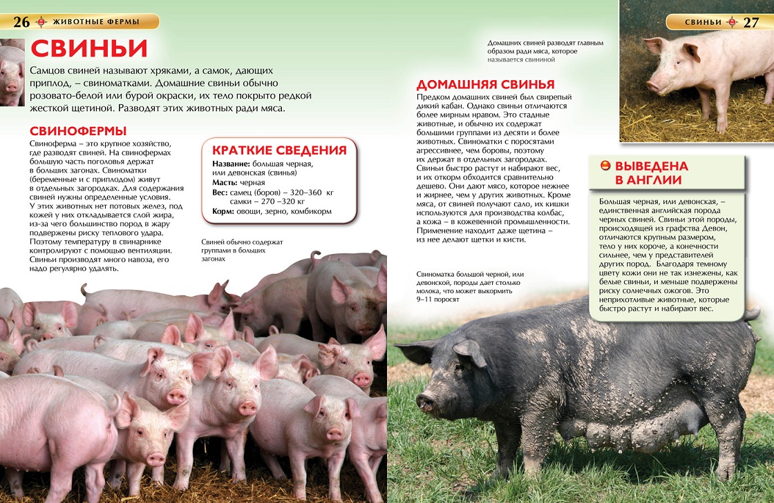Детская энциклопедия - Животные фермы, новая обложка  