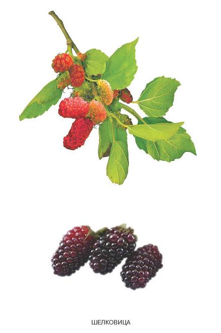 Карточки развивающие - Расскажите детям о садовых ягодах  