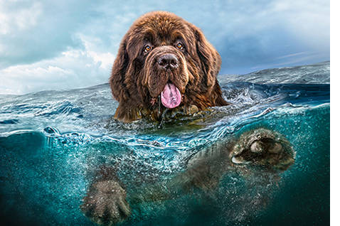 Пазл Castorland 1000 деталей, Пес в воде Пазл Castorland 1000 деталей, Пес в водеПазлы<br>Пазл Castorland 1000 деталей, Пес в воде<br>