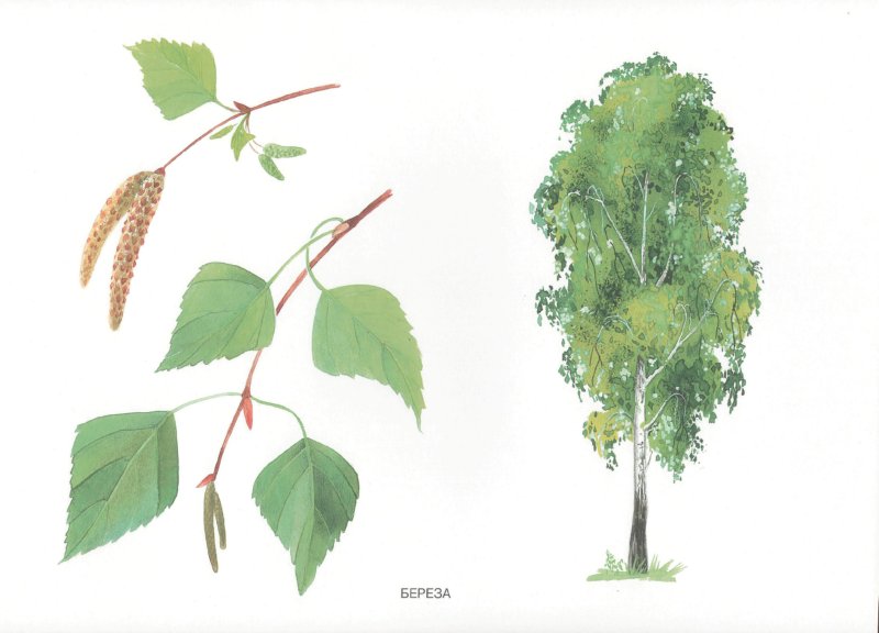 Карточки в папке из серии Мир в картинках – Деревья и листья, соответствуют ФГОС  
