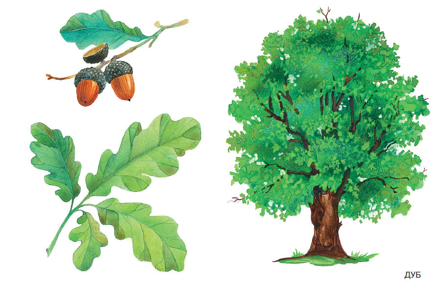 Карточки в папке из серии Мир в картинках – Деревья и листья, соответствуют ФГОС  