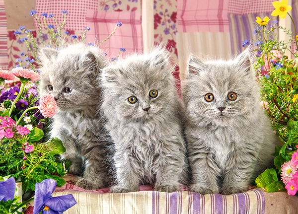 Пазлы Castorland - Серые котята, 260 элементов  