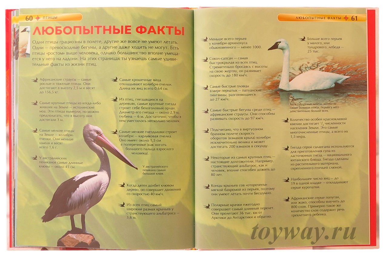 Детская энциклопедия Птицы  
