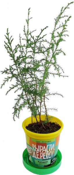 Набор для выращивания растений - Кипарис Аризонский  