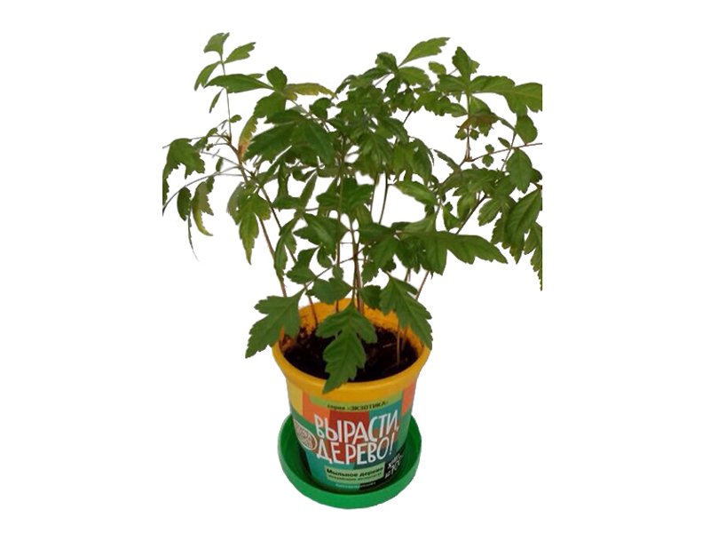 Набор для выращивания растений - Мыльное дерево  