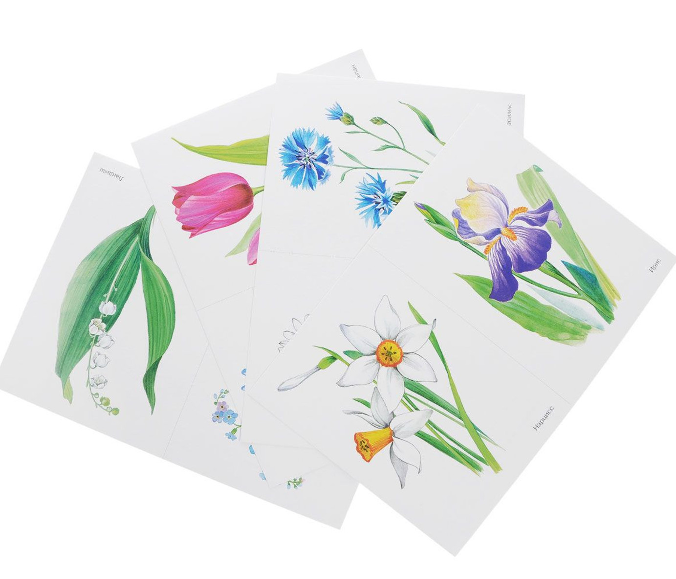 Карточки в папке из серии Мир в картинках – Цветы, соответствуют ФГОС  