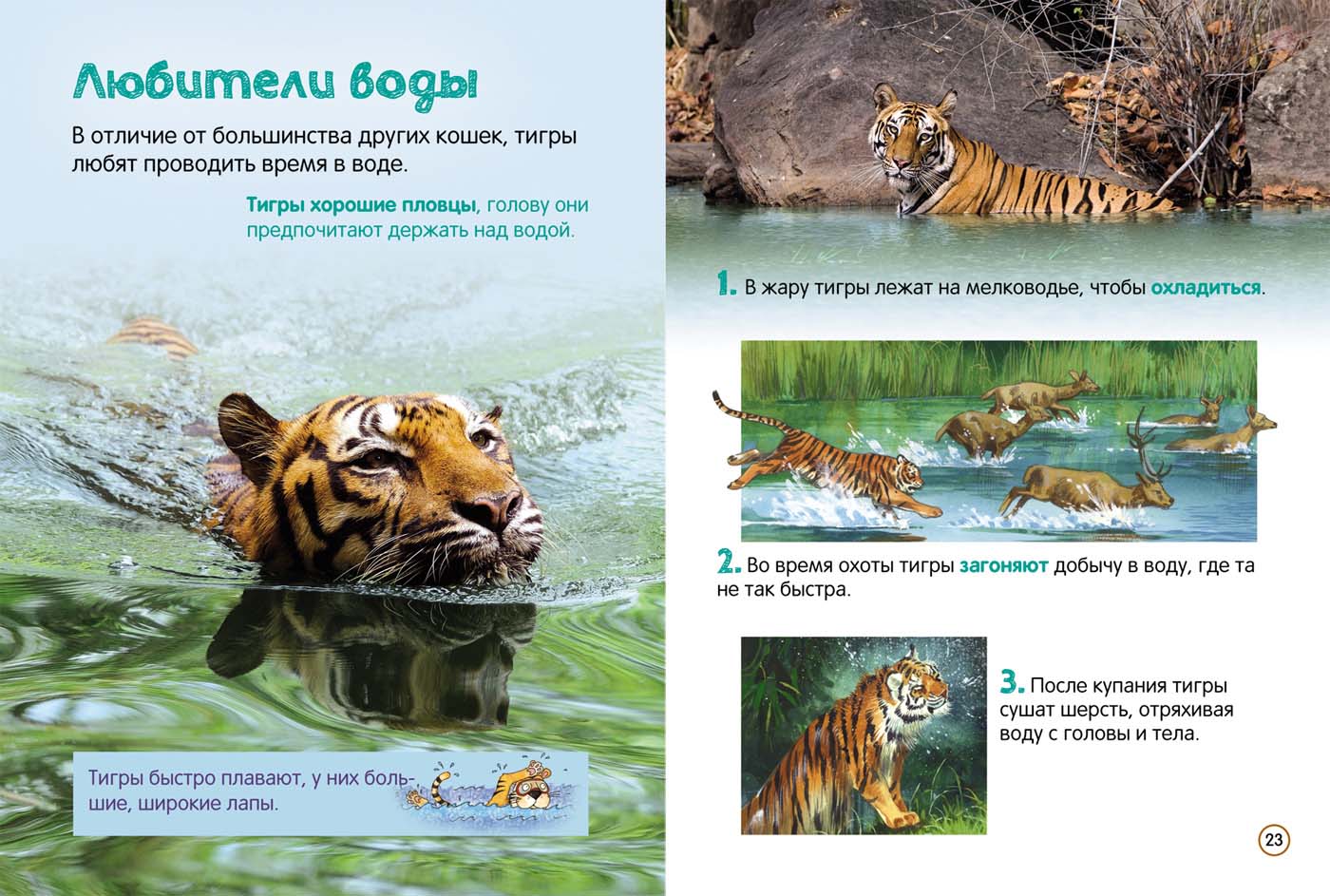 Энциклопедия для малышей – Тигры  