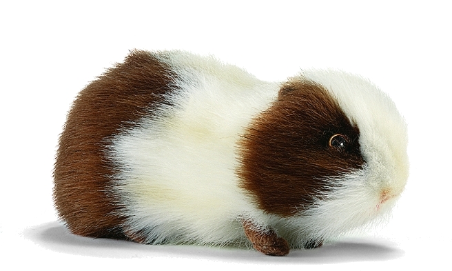 Мягкая игрушка – Морская свинка бело-коричневая, 20 см  