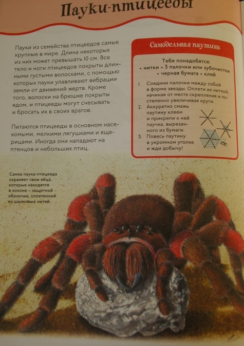 Книга с забавными наклейками «Пауки и насекомые» из серии Animal Planet  