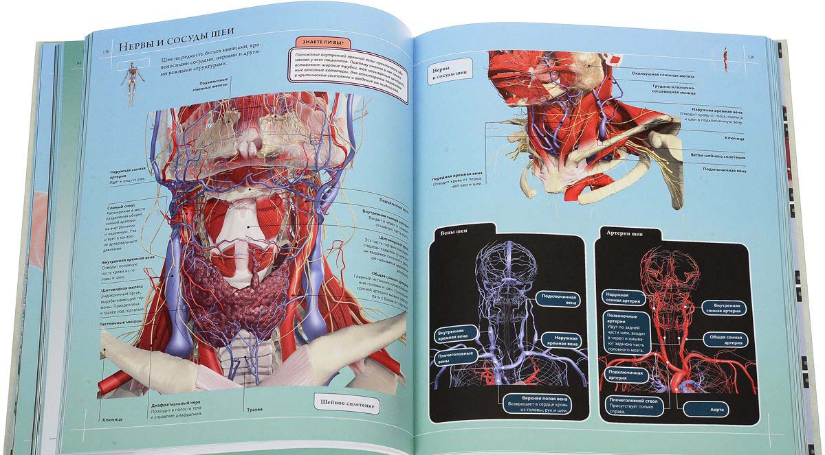 Иллюстрированный атлас - Анатомия человека 360°  