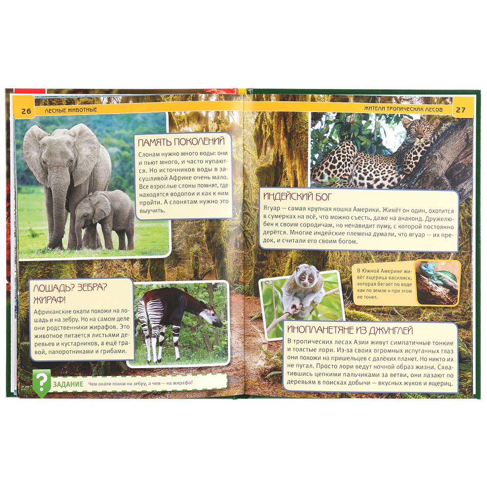 Энциклопедия А4 - Лесные животные  
