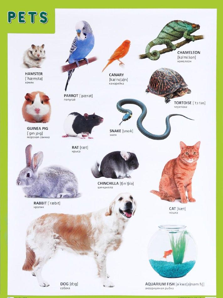 Плакат английский Pets - Домашние питомцы Плакат английский Pets - Домашние питомцыАнглийский зык дл детей<br>Плакат английский Pets - Домашние питомцы<br>