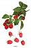 Карточки развивающие - Расскажите детям о садовых ягодах  - миниатюра №3