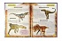 Книга из серии Мир вокруг нас - Динозавры. Фотоэнциклопедия  - миниатюра №1
