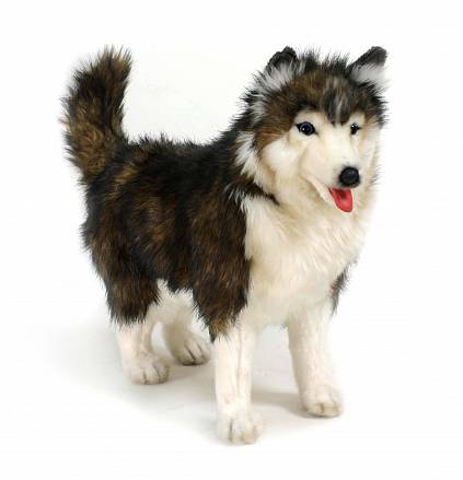 Мягкая игрушка – Собака породы Сибирский Хаски, 40 см 