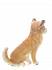 Мягкая игрушка - Собака породы Чихуахуа, 31 см.  - миниатюра №4