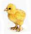 Мягкая игрушка – Цыпленок, 12 см  - миниатюра №1