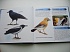 Детская энциклопедия Птицы 3D  - миниатюра №5