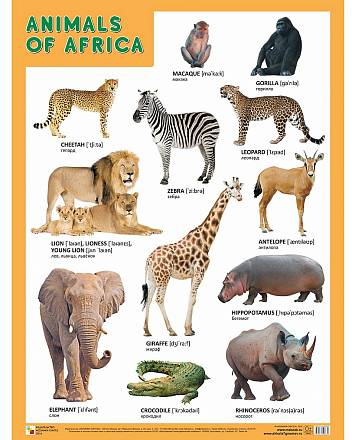 Плакат английский Animals of Africa - Животные Африки 