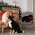 Мягкая игрушка Собака Аппенцеллер сидящий, 66 см  - миниатюра №9