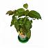 Набор для выращивания растений - Помпонное дерево  - миниатюра №2