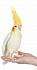 Мягкая игрушка – Австралийский попугай, 23 см  - миниатюра №2