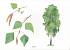 Карточки в папке из серии Мир в картинках – Деревья и листья, соответствуют ФГОС  - миниатюра №3