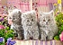 Пазлы Castorland - Серые котята, 260 элементов  - миниатюра №1