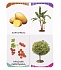 Книга из серии Первые слова - Фрукты, овощи, ягоды  - миниатюра №4