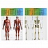 Набор для опытов Тело человека 3D-пазл Школа ученого  - миниатюра №4