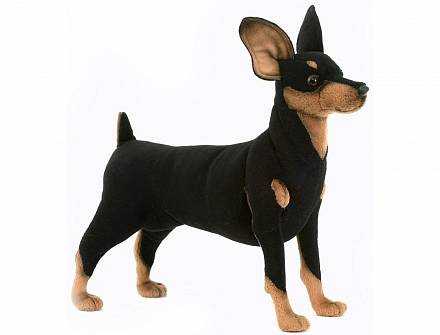 Мягкая игрушка – Собака породы цвергпинчер, 43 см 