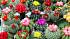 Набор для выращивания растений - Кактусы  - миниатюра №2