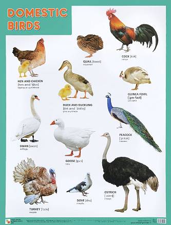 Плакаты на английском языке Domestic Birds  