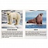 Карточки в папке – Животные Арктики и Антарктиды, 16 обучающих карточек  - миниатюра №2