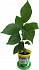 Набор для выращивания растений - Черемуха виргинская  - миниатюра №3