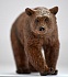 Фигурка - Бурый медведь  - миниатюра №1
