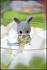 Sylvanian Families - Малыш Серый Кролик   - миниатюра №2