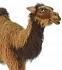 Мягкая игрушка - Верблюд, анимированный, 110 см.  - миниатюра №1