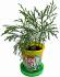 Набор для выращивания растений - Секвойя  - миниатюра №4