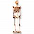 Модель деревянная сборная - Скелет человека, 3 пластины  - миниатюра №1