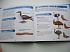 Детская энциклопедия Птицы 3D  - миниатюра №14