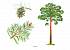 Карточки в папке из серии Мир в картинках – Деревья и листья, соответствуют ФГОС  - миниатюра №1