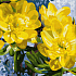 Весеннее пробуждение цветов - 4 картины для раскрашивания, 18х24см.  - миниатюра №3