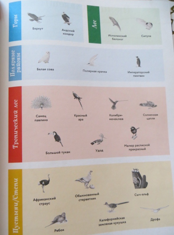 Книга с забавными наклейками «Птицы» из серии Animal Planet  